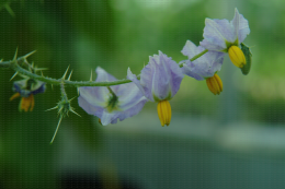Solanum virginianum, inflorescence